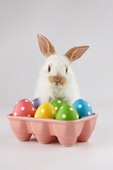 Easter bunny rabbit with colorful eggs