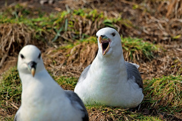 Nesting Northern fulmar squawking at another nesting fulmar on a grassy cliff ledge