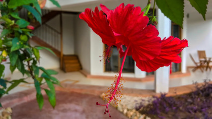 Blumen von Sansibar Tansanien