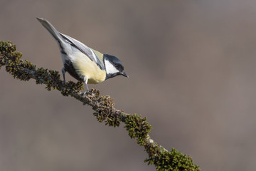 The Great tit at morning (Parus major)