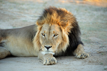 Big male African lion (Panthera leo) resting in early morning light, Kalahari desert, South Africa.