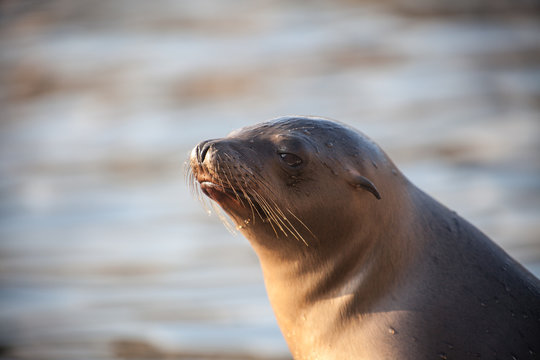 portrait of a seal with copy space