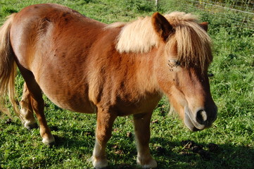 poney