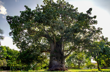 Baobab baum
