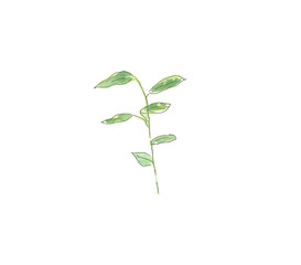 Plant with green leaves. Hand drawing watercolor sketch. Black outline on white background. Colorful illustration. Picture can be used in greeting cards, posters, flyers, banners, logo, further design