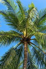 Fototapeta na wymiar Beautiful tropical palm tree against the blue sky. Close-up.
