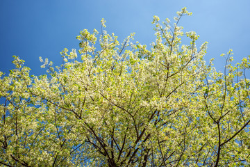 Expansion of white sakura on green branch.
