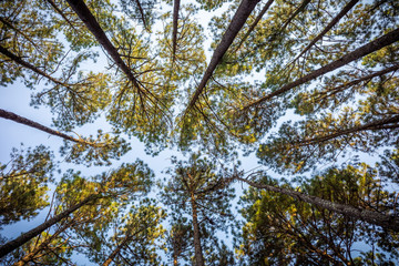 Looking from ground to top of pine trees.