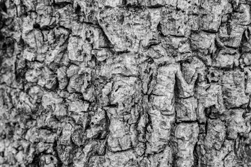 background of wooden cut texture