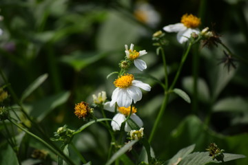 bee on yellow flower