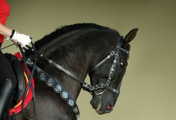 Andalusian black horse portrait in dark stable