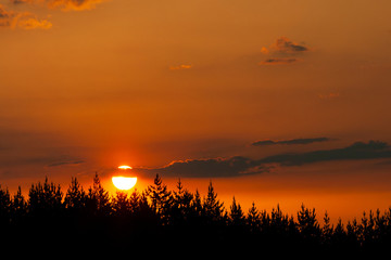 Dark forest silhouette with beautiful summer sunset and contrails