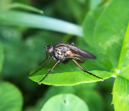 A dance fly, Empis tessellata