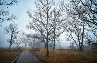 霧の草原の風景。 大分県長者原で撮影。 阿蘇くじゅう国立公園。