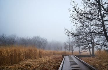 霧の草原の風景。 大分県長者原で撮影。 阿蘇くじゅう国立公園。