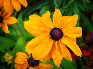Yellow orange flower closeup
