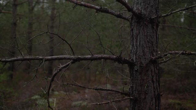 View Of Deciduous Tree In Forest Woodland