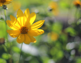 yellow daisy flower lit up with sunshine