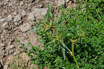 Xanthium spinosum or field thorn it medicinal plant with sharp yellow needles, village Zhelyava, Bulgaria   