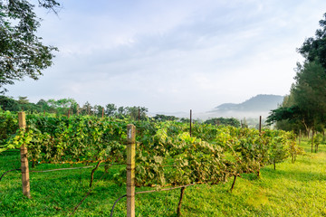 Fototapeta na wymiar vineyard with ripe grapes in countryside at sunrise