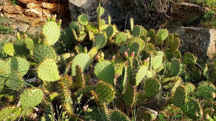 Obraz premium Cactus.