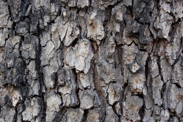 rough bark of the tree, background, texture