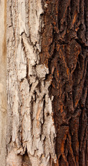 rough bark of the tree, background, texture