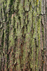 Rough bark of the tree, texture, background