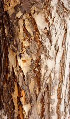 Rough bark of the tree, texture, background