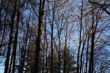 Wald, Laubwald, Bäume