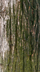 Rough, green and white bark of the tree, texture