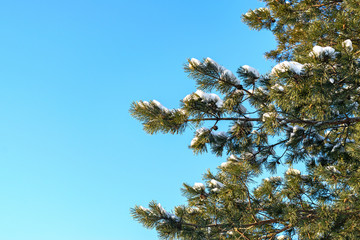 beautiful green branches of spruce in winter with snow on a blue sky background