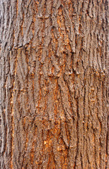 Rough brownish bark of the tree, texture.