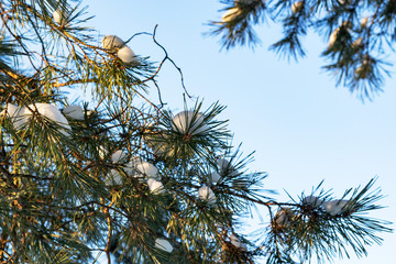 beautiful green branches of spruce in winter with snow on a blue sky background