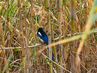 Common magpie,  Pica pica, among the undergrowth, in the barranc del Carraixet, Alboraya, Spain
