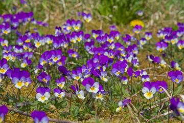 Naklejka premium Wildes Stiefmütterchen