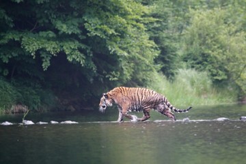 The Siberian tiger (Panthera tigris Tigris), or  Amur tiger (Panthera tigris altaica) in the forest walking in a water.