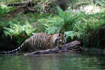 The Siberian tiger (Panthera tigris Tigris), or  Amur tiger (Panthera tigris altaica) in the forest...