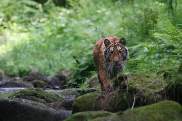 The Siberian tiger (Panthera tigris Tigris), or  Amur tiger (Panthera tigris altaica) in the forest walking in a river.