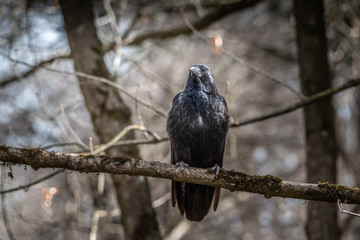 Raven sitting on the branch crow dark bird bokehh sharp focus forest depth space for text