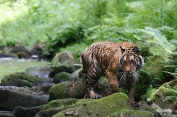 The Siberian tiger (Panthera tigris Tigris), or  Amur tiger (Panthera tigris altaica) in the forest walking in a river.