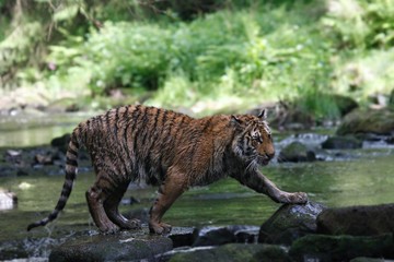 The Siberian tiger (Panthera tigris Tigris), or  Amur tiger (Panthera tigris altaica) in the forest walking in a river.
