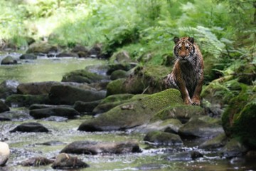 The Siberian tiger (Panthera tigris Tigris), or  Amur tiger (Panthera tigris altaica) in the forest walking in a river.