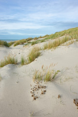 France. Picardie. Somme. Fort-Mahon. dunes de sable avec de la végétation près d'une plage pur stabiliser l'érosion due au vent.  sand dunes with vegetation near a pure beach stabilize wind erosion.