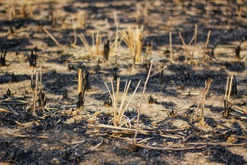 Rice stubble caused by burning in rice fields after harvest