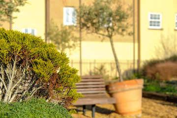 Shallow focus of an ornate evergreen bush seen outside newly built, luxury apartments. A large terracotta pot with an ornate tree is leaning after a recent storm and strong winds.