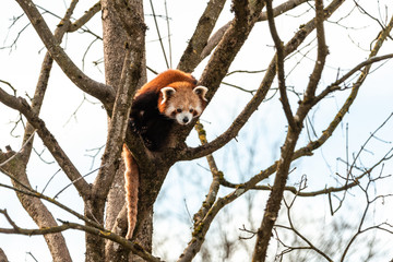 Red Panda or Lesser Panda hanging on a branch high in a tree space for text contrast white background winter forest