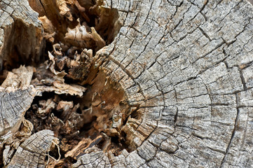texture of a round old rotten tree