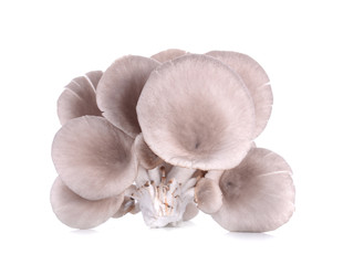 mushroom isolated on white background