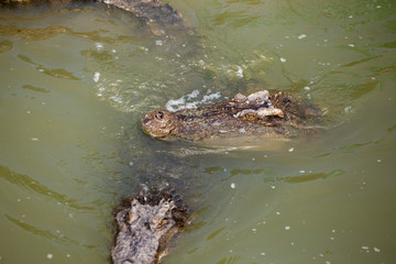 Asia Crocodile in the river